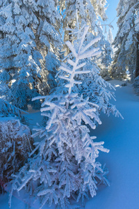 冬天的山有雪杉树