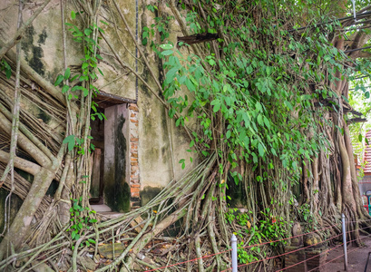寺庙覆盖着榕树的根，在瓦邦，功夫寺，Samut，Songkhram，泰国