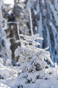 冬季雪覆盖针叶树