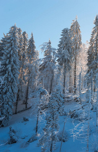 冬天，白雪覆盖的树木在山林中