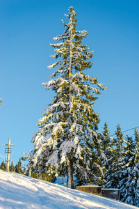 冬季白雪覆盖的树木和蓝天自然概念