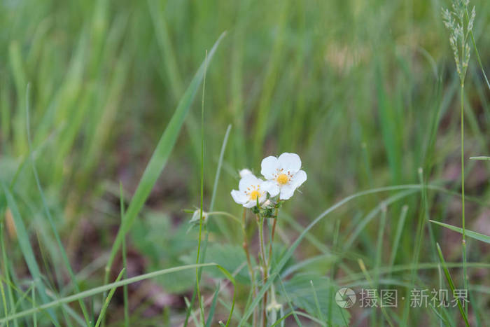 白花草地上的白花一片有花的夏日空地野生草莓的开花
