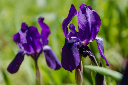 紫罗兰野花。 紫色的田野。 有花的夏田。 夏天的花。