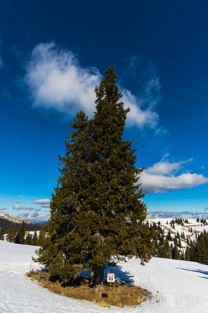 冬天的山有雪杉树