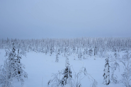 美丽的冬季景观，树木覆盖着海霜和雪，北极圈极地气候