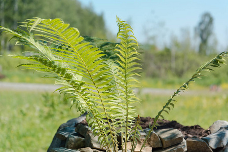 蕨类植物生长在床上. 弗恩. 古老的植物.照片