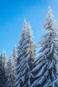 蓝天冬季白雪覆盖针叶树