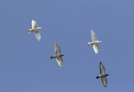 赛鸽群在蓝天的映衬下飞翔照片