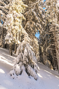 白天冬雪覆盖的山脉景观，针叶树