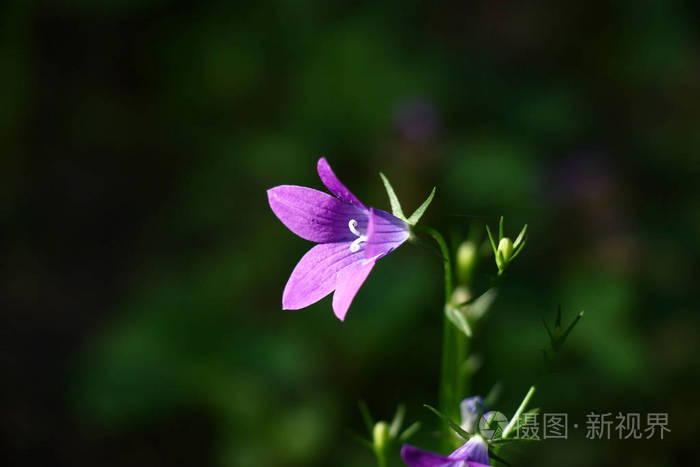 野生的单瓣紫罗兰在黑暗的背景下闪闪发光