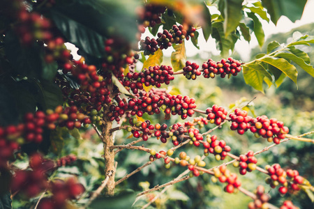樱桃咖啡，优质红咖啡豆，旺盛的咖啡豆