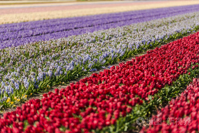田野草地上新生长的郁金香花