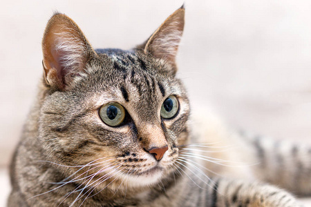 家中一只可爱的灰猫的画像照片