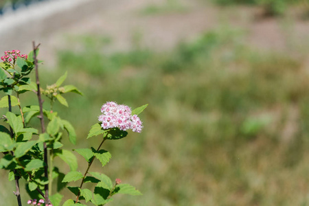 粉红色的草地甜花。 田野花。 花园里的灌木丛。