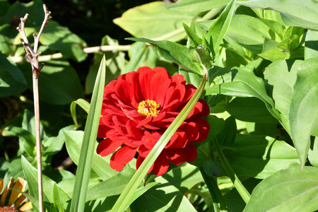 夏日花园里五彩缤纷的花朵。