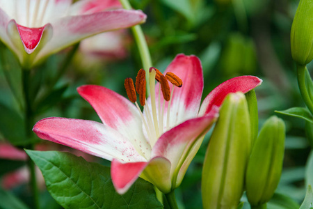 复活节莉莉图片