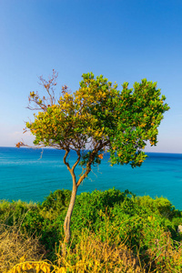 蓝色海水和前景生长的树木