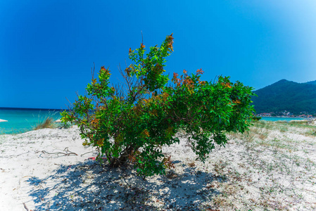 沙索斯岛沙滩和蓝天在海滩上生长着绿灌木