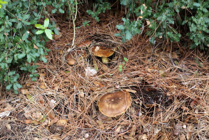 12月大雨过后，以色列出现了蘑菇
