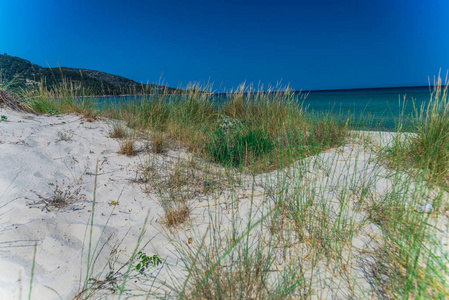 沙质海岸线海滩和蓝色海水生长的草植物