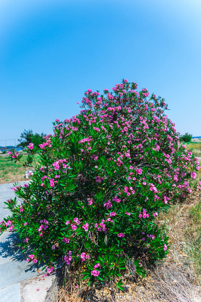 花园里有粉红色花的灌木丛特写照片-正版商用图片15q75s-摄图新视界