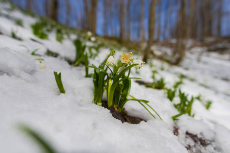 在森林草地和树木中生长中生长的雪花