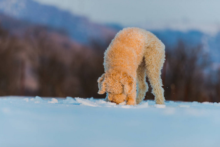 快门猫狗狗嗅雪覆盖地面的田野