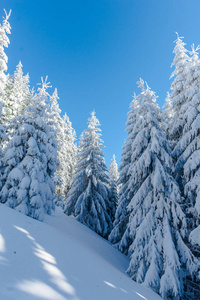 白天冬雪覆盖的山脉景观，针叶树