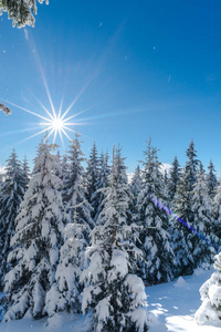 雪覆盖冬时节的冷杉树，蓝天伴着太阳