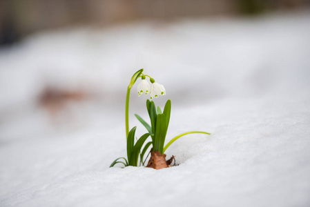 雪中的花朵图片