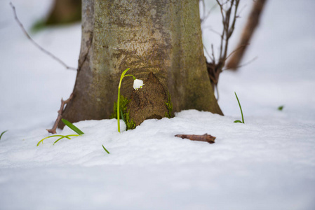 生长着一朵白色的雪花