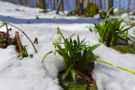 在森林草地上生长着雪花