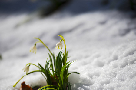 在草甸春花中生长着的雪花
