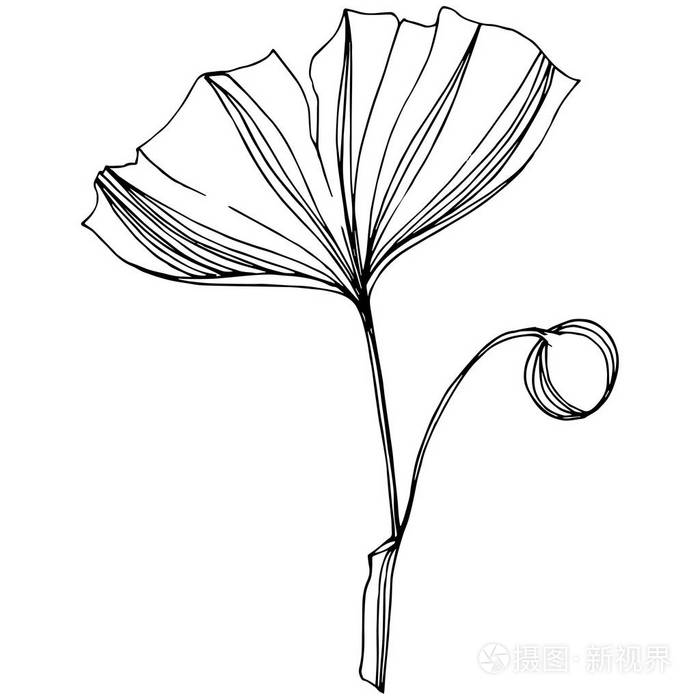 向量隔离银杏例证元素叶植物植物园叶黑白雕刻水墨艺术