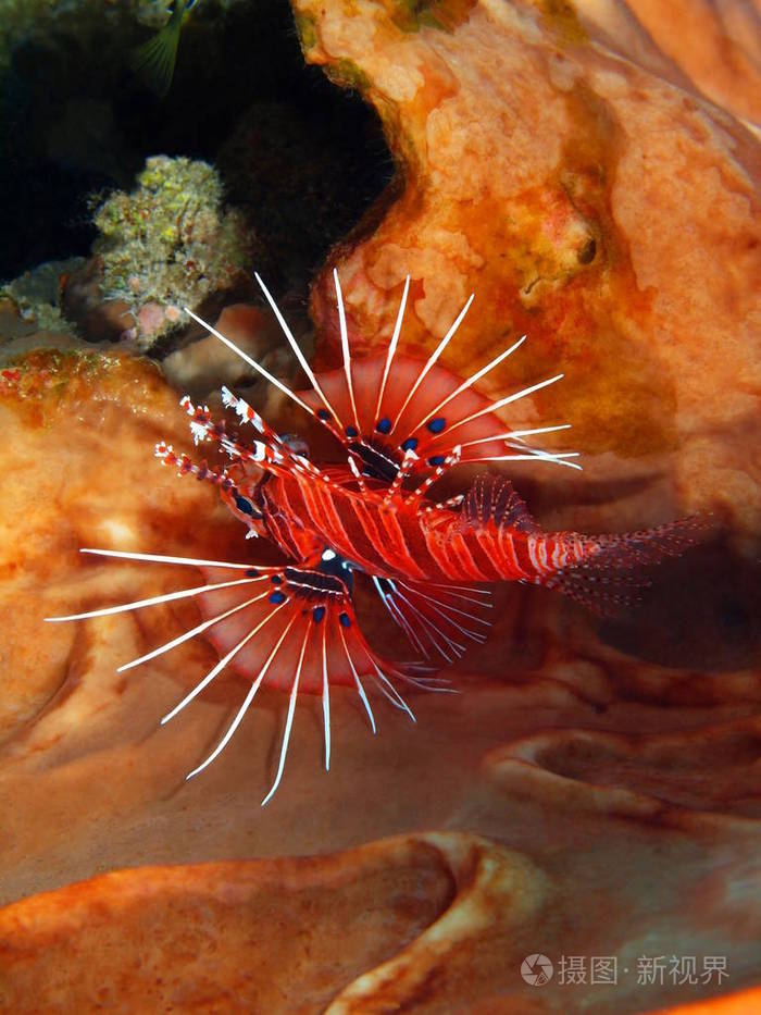 印尼北部苏拉威西布纳肯岛的神奇而神秘的水下世界蝎子鱼
