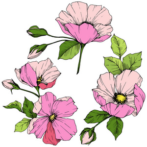 向量粉红罗莎卡纳。花植物学花。雕刻的水墨艺术。隔离的罗莎金丝雀插图元素
