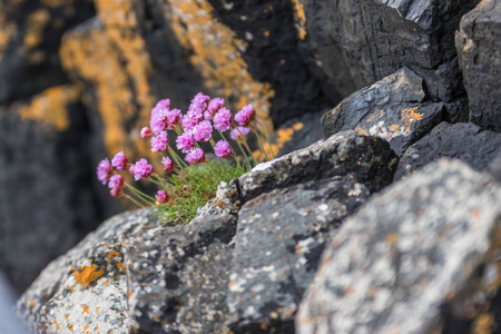 粉红色的花高山萤火虫雪莲。 阿尔梅里亚马里蒂玛。 海粉色或海俭，黑色背景，不集中在岩石上图片