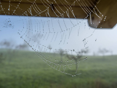 蜘蛛网在晨雾中充满水滴特写。