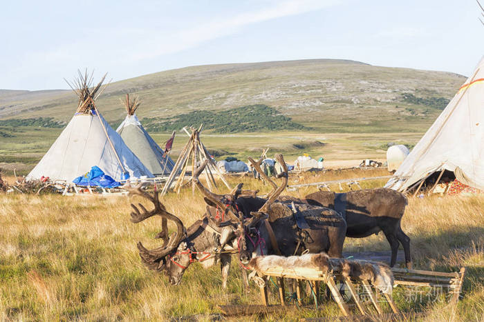 游牧驯鹿牧民和牧民住所的景观. 俄罗斯照片-正版商用图片15qpgr-摄图