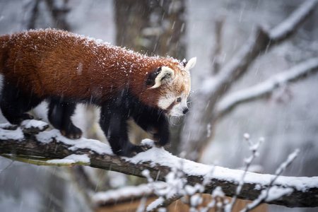 红熊猫火狐或小熊猫艾卢斯富根斯在大雪中。