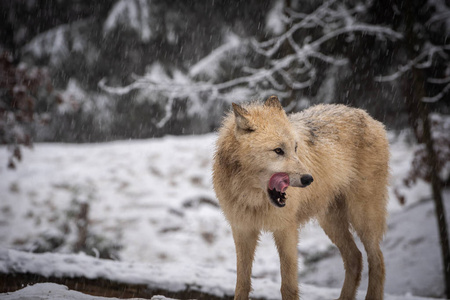 北极狼Canislupusarctos，又称极地狼或白雪覆盖的深树林中的白狼。 自然森林环境中的北极狼。