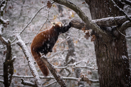 红熊猫火狐或小熊猫艾卢斯富根斯在大雪中。