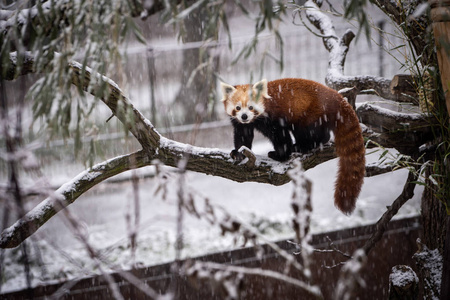 红熊猫火狐或小熊猫艾卢斯富根斯在大雪中。