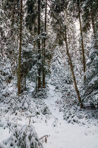 白雪皑皑的冬林。 雪覆盖的山毛榉和云杉树