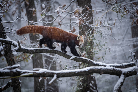 红熊猫火狐或小熊猫艾卢斯富根斯在大雪中。