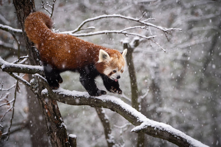 红熊猫火狐或小熊猫艾卢斯富根斯在大雪中。
