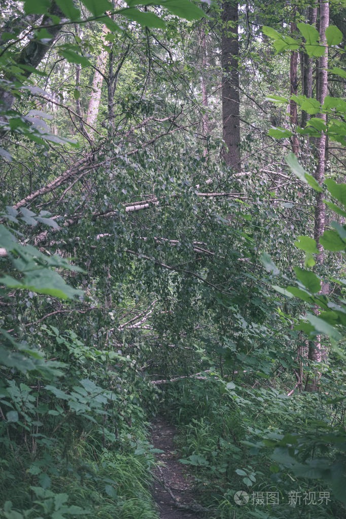 日光下绿绿的夏林丛