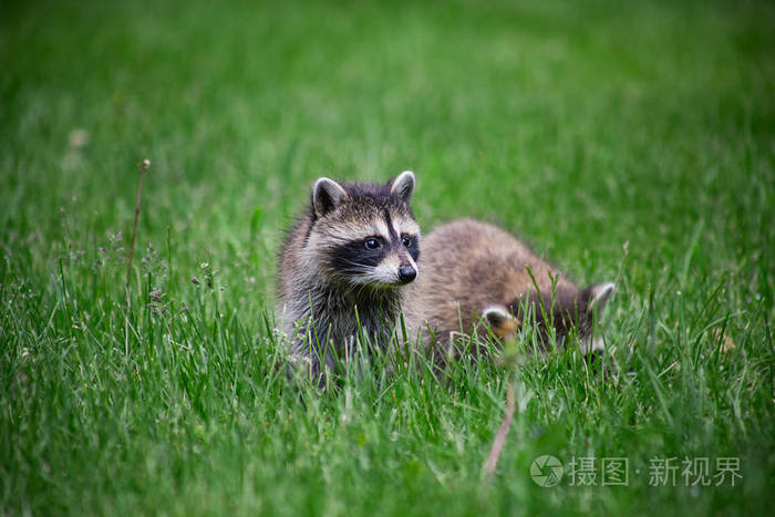 两只绿色草地上的小浣熊宝宝