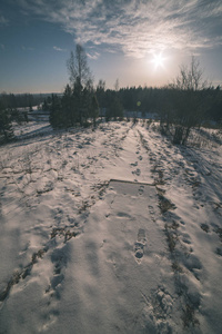 乡村风景，田野和树木覆盖着拉脱维亚的雪