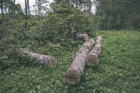 林中一堆新砍的木头